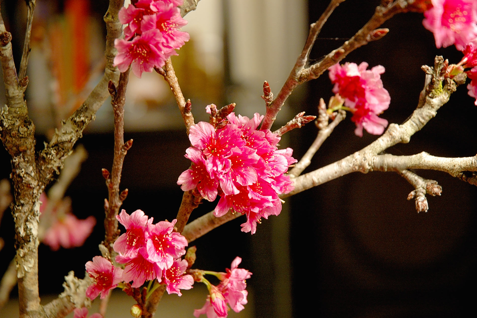 ハワイで桜の花見の宴