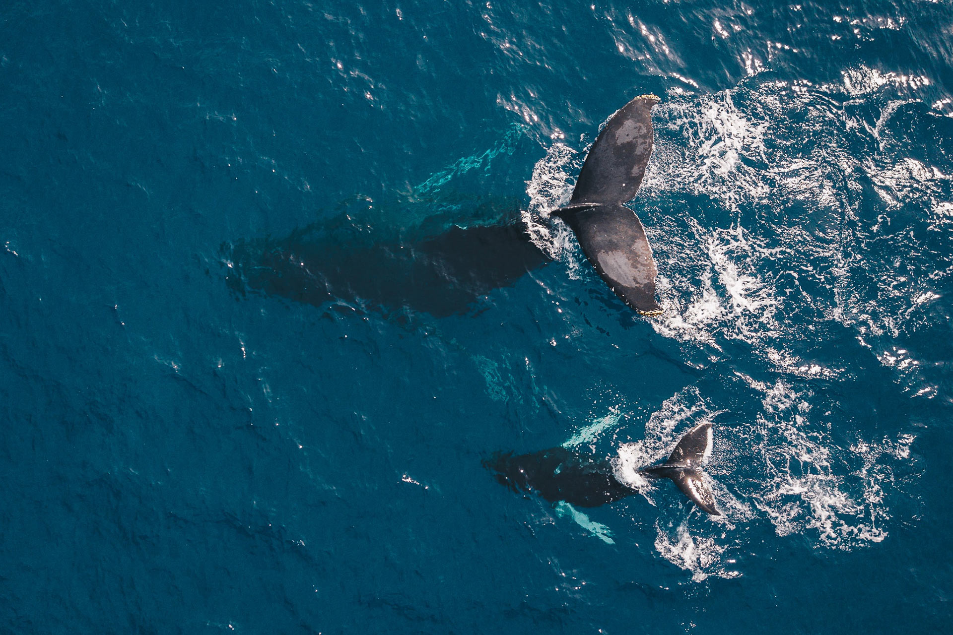 ハワイのザトウクジラとホエールウォッチング