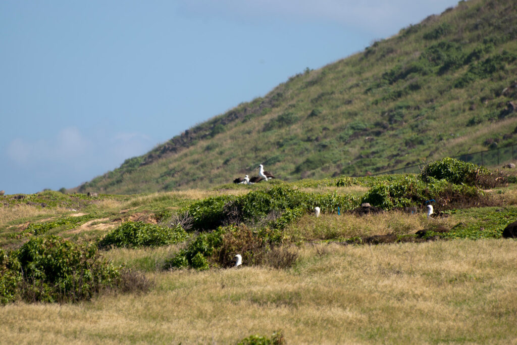 コアホウドリの集団繁殖地