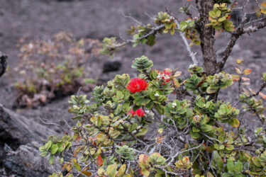 ハワイ火山国立公園～アカカ・フォールズ（ハワイ島旅行3日目）